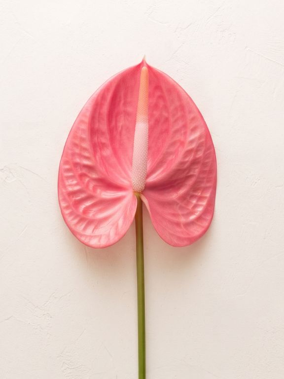 HOT PINK ANTHURIUM